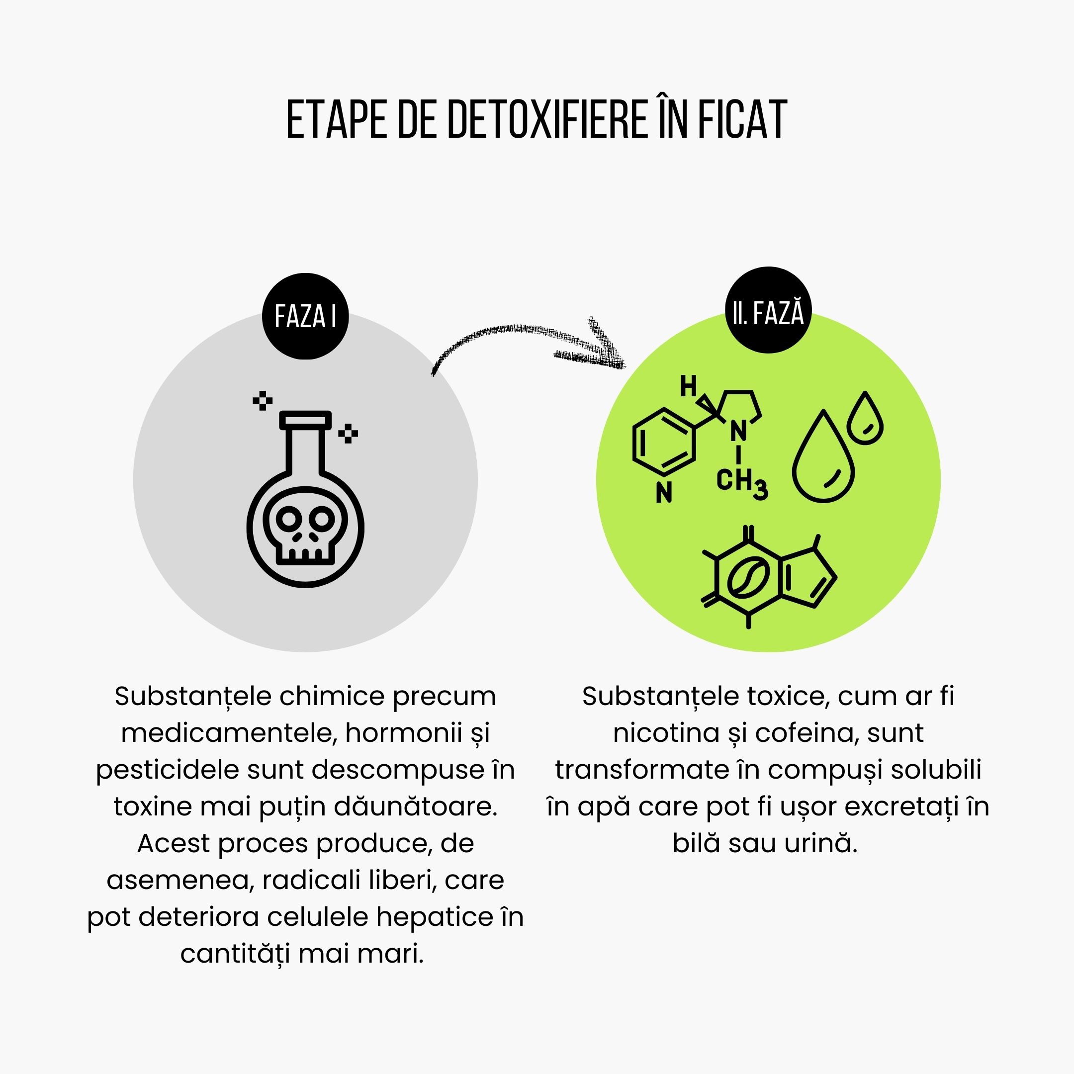 (Rumunština) Fáze detoxikace v játrech